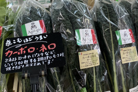 キャベツ以上の栄養価！【京都産】黒キャベツ　カーボロネロ　500g
