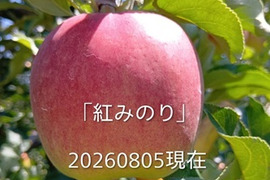 【先行予約】８月収穫品種！「紅みのり」約3kg　硬いりんご甘味酸味のバランスが良いですよ。夏収穫品種の中で日持ちするりんごです。