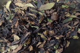 白茶（2025年）やぶきた 　農薬・肥料不使用 加茂自然農園のお茶