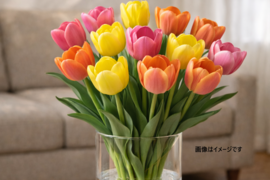 フラワーファームしろねのチューリップ切り花 15本アソートセット(5本束×3品種)※北海道・沖縄県配送不可※