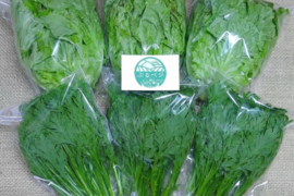 【アワード受賞福袋】🏆 農家の食卓からお裾分け♪『春菊好きに捧ぐ』生でも食べれる「春菊」×3袋 ＆「ふわシャキレタス」×3袋 「サラダ三昧セット🥗」【朝採れ・肥料不使用】