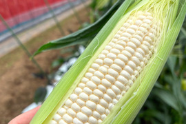 朝採れ甘〜い白いとうもろこし（雪の妖精）6本