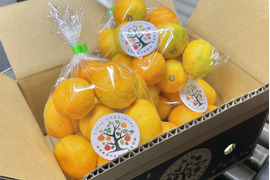 秋の味覚みかん対決‼︎日南VSゆら早生　中山農園の日南とゆら早生　4袋