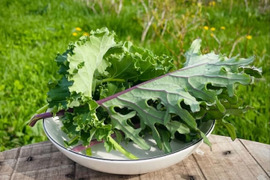 【生でも美味しい】道産ケール・お試し200g