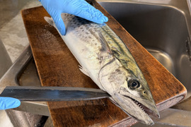 採れたてを捌いてお届け★活〆釣り鰆(半身)