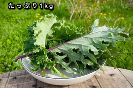 【生でも美味しい】道産ケール・たっぷり1kg