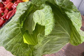 採りたてシャキシャキ！生で美味しい♥キャベツ5玉（本州の方限定）
