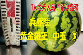 兵庫産 黄金羅王　TVで大人気　中玉スイカ1玉　ご家庭用③