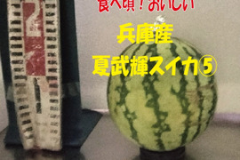 兵庫産夏武輝 小玉スイカ1玉　ご家庭用⑥