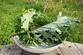 【生でも美味しい】道産ケール・たっぷり1kg