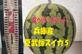 兵庫産夏武輝 大玉スイカ1玉　ご家庭用⑤