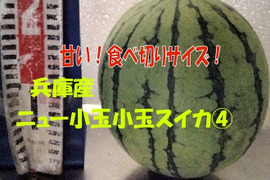 兵庫産小玉すいか1玉（ニュー小玉）④