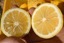 【栽培期間農薬不使用】大崎上島産レモン1kg