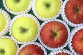 【冬ギフト】【11月下旬ころ発送】贈答用・葉とらずふじ&シナノゴールド パリパリ食感でおいしい組み合わせ！ 5kg（12〜20個）