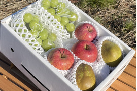 🟢不揃いでも味は極上！シャインマスカット🟢🍎完熟ふじりんご🍎🍐ラ・フランス🍐