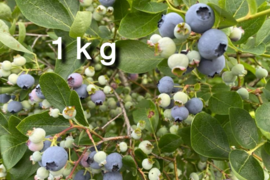 【シーズン中盤の中生品種】自然栽培生ブルーベリー（北海道産）1kg