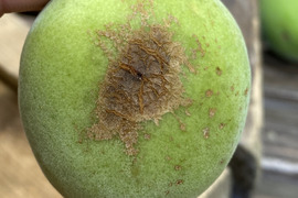 とにかく安く買いたいに！大きな傷あり紀州南高梅 青梅【10kg】