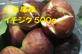 農薬不使用栽培　兵庫産 ご家庭用　イチジク　500ｇ⑦