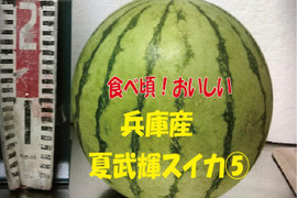 【訳あり】兵庫産　夏武輝 大玉スイカ1玉　ご家庭用⑤