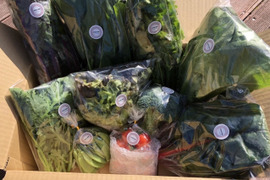 【糸島産】旬の糸島野菜セット【8~10品目】(100サイズ)