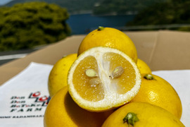 ﾆｭｰｻﾏｰｵﾚﾝｼﾞ🍊(家庭用・5Kg)