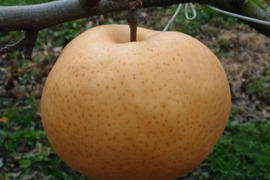 【冬ギフト】鳥取県産 あたご梨 5kg×2箱