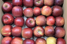 【加工用バラ詰め】紅玉＆秋映!! ハーフ スイーツ、お菓子、加工用・業務用🍎約4.5Kg青森県産