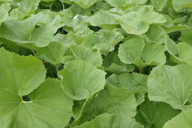 【フキ】- 1kg - 朝採り！自然栽培