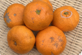 【訳あり】『青島』温州みかん10㎏ サイズミックス（１㎏あたり7-9個） 湯河原産