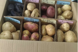 【販売期間終了間近SALE〜2/28】北海道　じゃがいも　　新じゃが　8種類　ジャガイモ　インカ　シャドークイン　ピルカ　8kg　【食べ比べ】