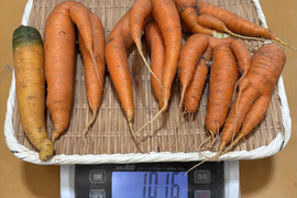 【自然栽培】訳あり時なしにんじん5kg