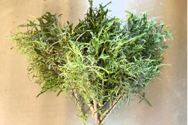 繊細な葉先が美しい ケール 約400g