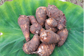 農薬化学肥料不使用 品種改良されていない 金沢の伝統野菜 「伝燈寺里芋」2袋