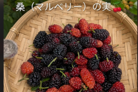 桑の実☆冷凍☆農薬等不使用☆自然栽培☆30個入り☆マルベリーの実☆スーパーフードマルベリー☆ヤマト連携冷凍便でお届け※数に限りがございますのでお一人様１袋分のみのご注文となります※桑の葉は含まれません