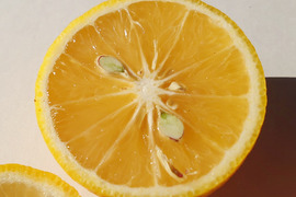 特売セール黄色く酸っぱに甘さが増した【自然栽培】 かぼす　5Kg