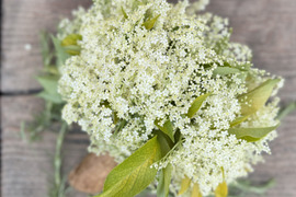 オーガニック エルダーフラワー:Organic Elder flower【有機JAS認証】