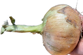 今が旬！！納豆菌栽培淡路島産　新玉ねぎ大玉5ｋｇ　兵庫認証品（残留農薬不検出）