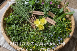 春先の柔らかなおまかせ野草セット🌿ヨモギ、ハコベ、スギナ、オオバコ、オオイヌフグリ、コツブツメクサ、カタバミ、コマツヨイグサその他 ※タイミングによって変化します※不用な野草はご連絡ください