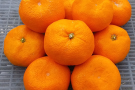 青島みかんLサイズ糖度11度以上4kg和歌山産冷蔵便