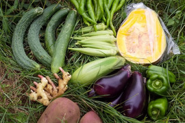 野菜は主役、プラマルチフリー【平成9年から耕さない畑】  自然農の畑から、不耕起草生、種とり、農薬肥料不使用