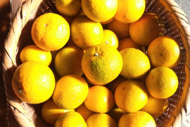 【柑橘食べ比べ】数量限定　スイートスプリング・黄金柑詰め合わせ4ｋｇ程度