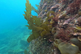 天然の生ワカメ！新わかめ2k