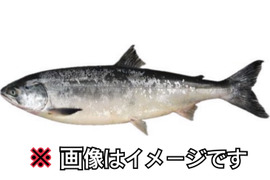 活締め 鮭【知床らうす直送】 サーモン (性別指定不可)