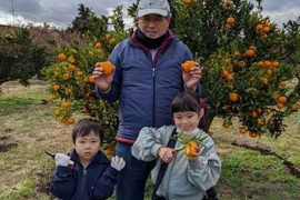 皮をむくと香良く、食べると味の濃いポンカン2.5Kg(大中小とりまぜ約25個)