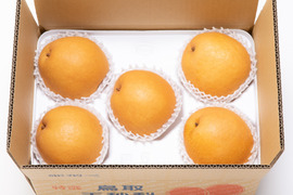 クール便「王秋梨」2.5キロ(4～6玉)たにがみ農園 鳥取県産 みずみずしい 梨 nashi ナシ なし【冬ギフト】