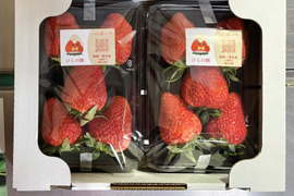 【紅ほっぺ】土耕・完熟で濃い味！静岡の人気品種・甘みと酸味のバランス★2パック（約550g）