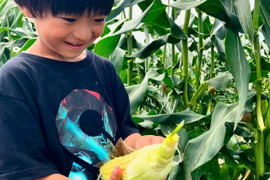 糖度18度以上　2～3L　10本　北海道産とうもろこし　恵味ゴールド