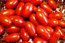 ★北海道のロッソナポリタン★旨味あふれる化学農薬不使用ミニトマト1kg　北海道産