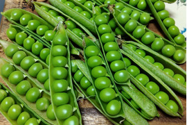 予約販売
自然農栽培のエンドウ豆（大サヤエンドウ、碓井エンドウ、そら豆）など。
