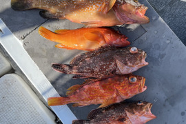 明日朝まで限定！捕れたて！アコウ・カサゴ・アカハタ 約3.5kg 長崎県対馬市(内臓・鱗処理済)